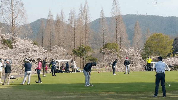 春のゴルフコンペ桜咲く 華麗なゴルフ？4